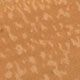 Nude Beige